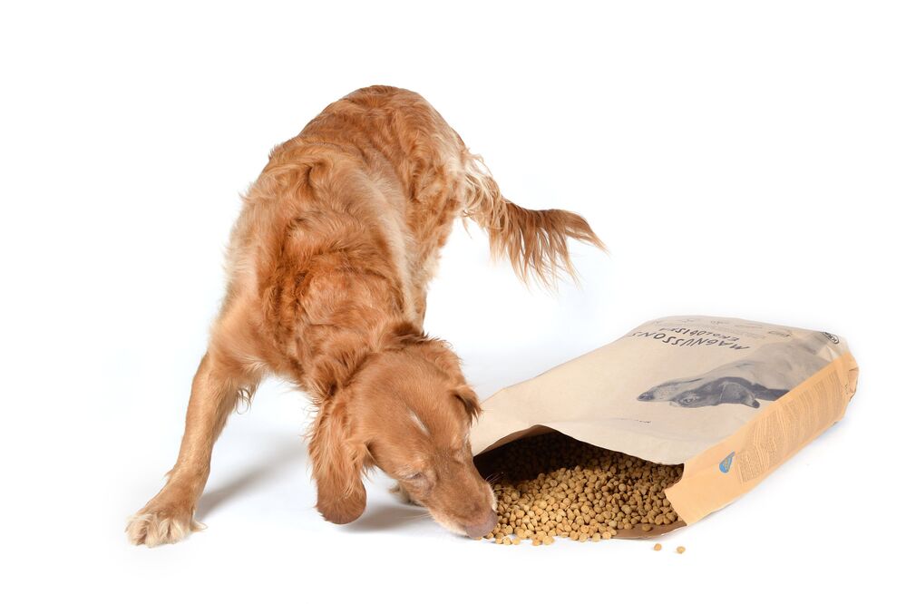 magnusson-baleni-pes